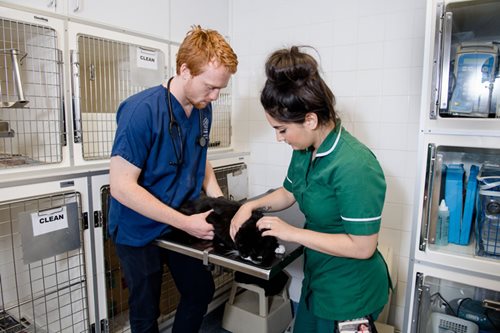 Matt and Stefanie in cat ward